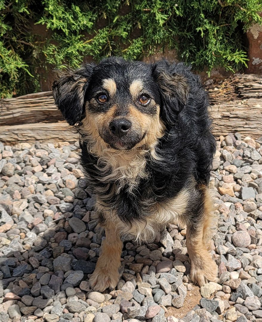 Beautiful LIL Mr Bain ~ All GOOD & Ready to GO ~ Doxiepoo !!!