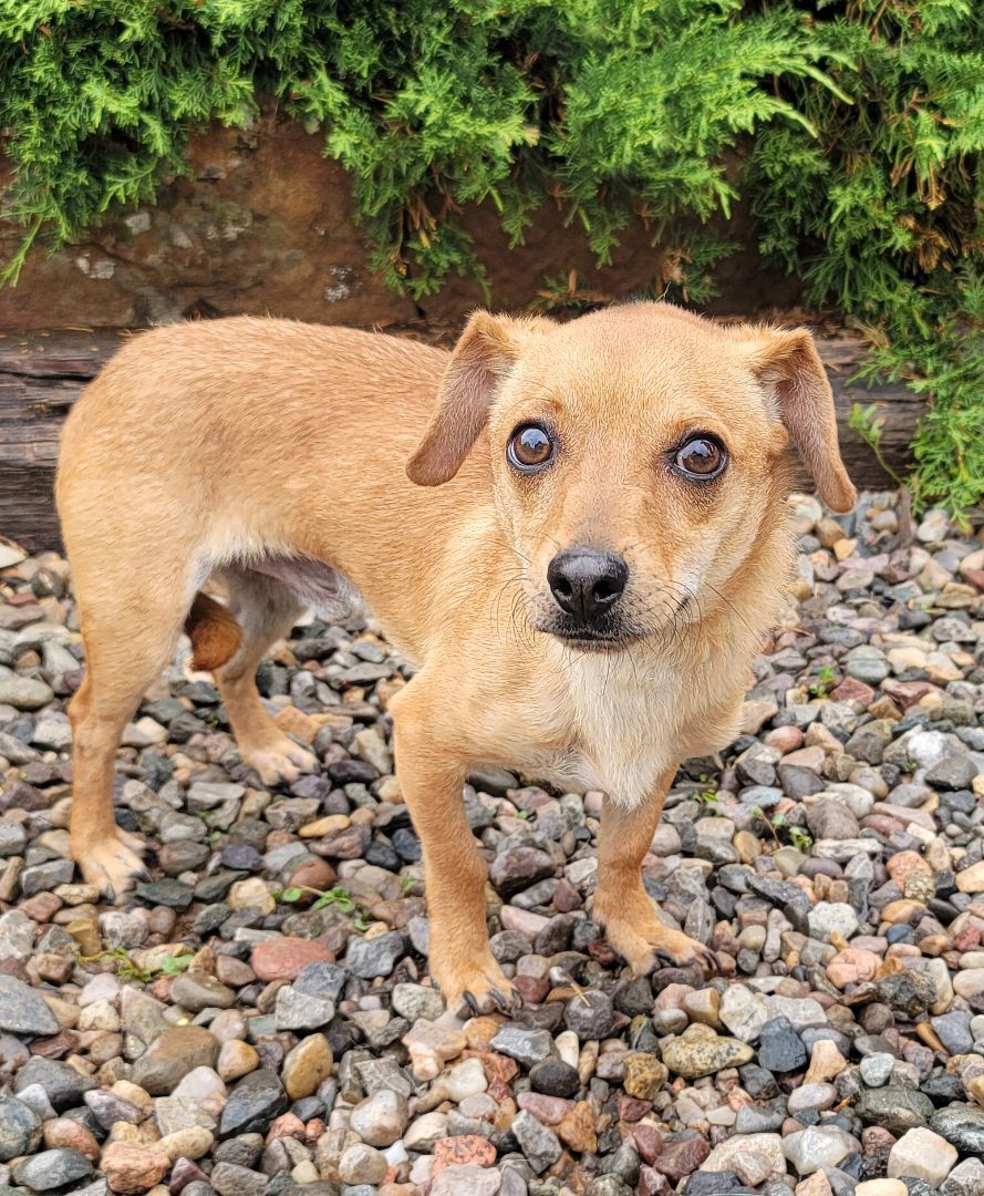 Fabulous Lil Fetti de Weasel ~ Chiweenie Comedian Extraordinaire!