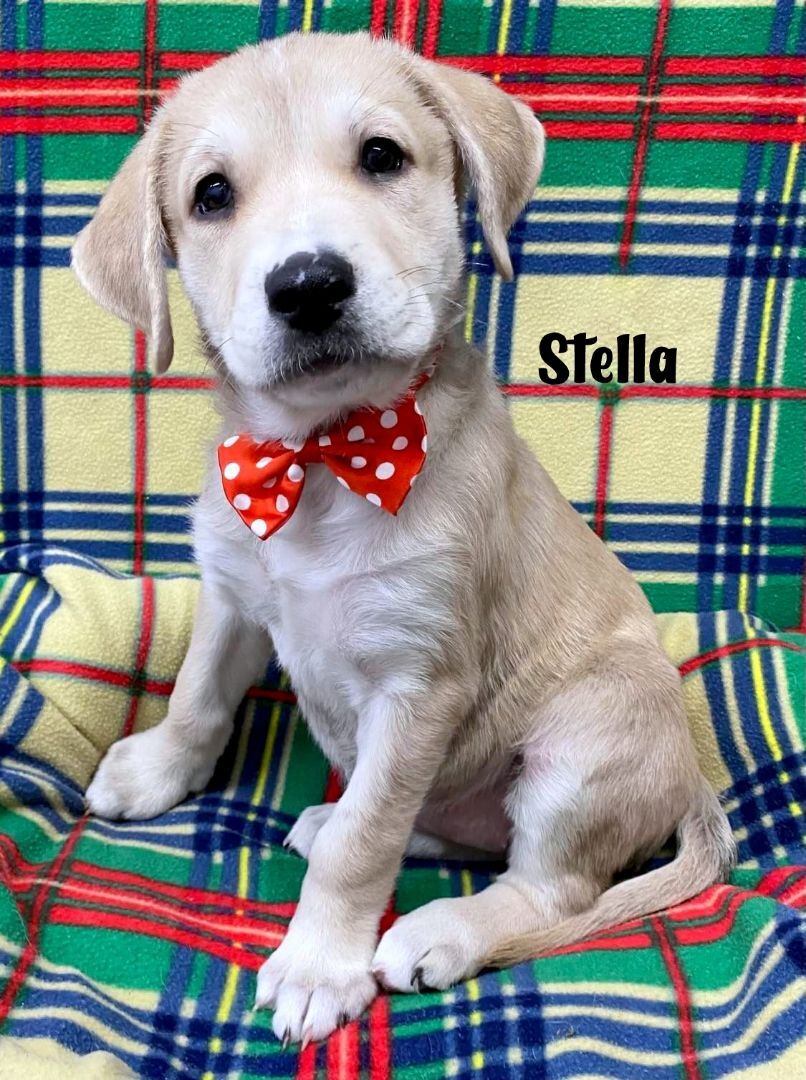 STELLA