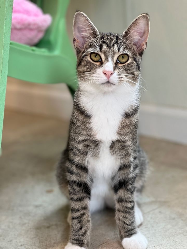 Pinot, an adoptable Tabby in Honesdale, PA_image-1