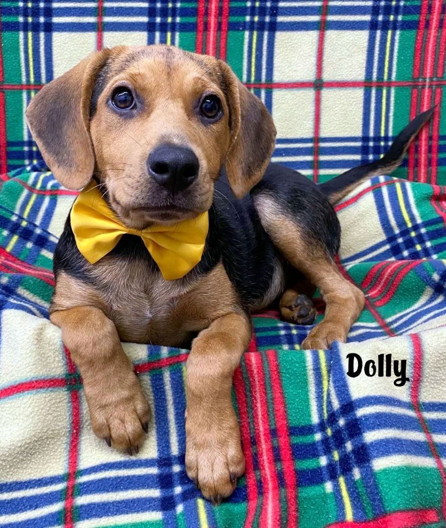 DOLLY