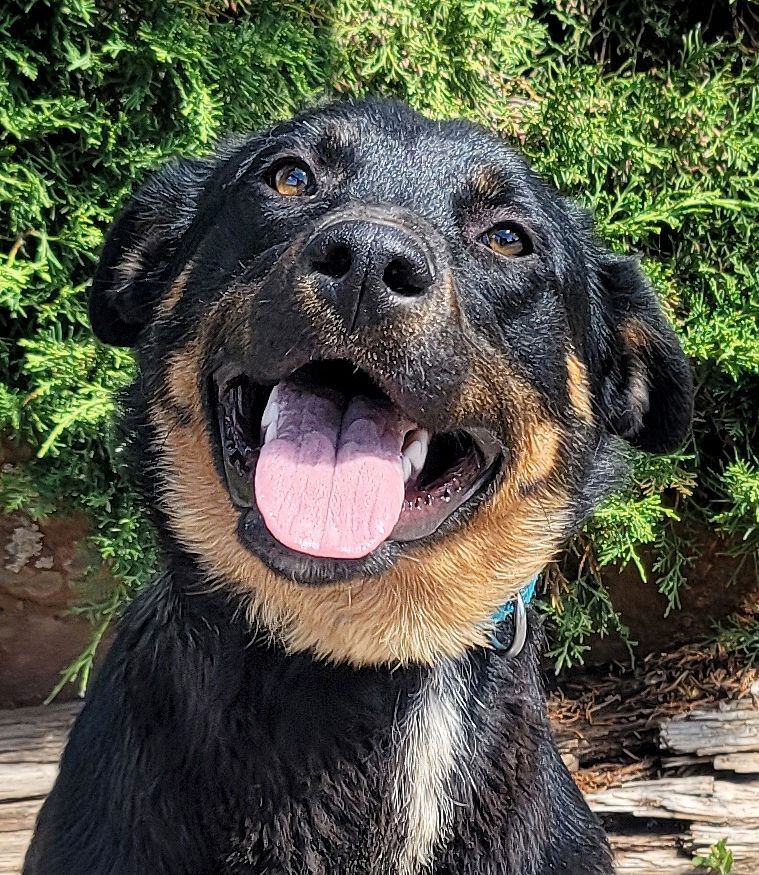 Ridiculously Cute Roper ~ Rottiherd = ROCK STAR !