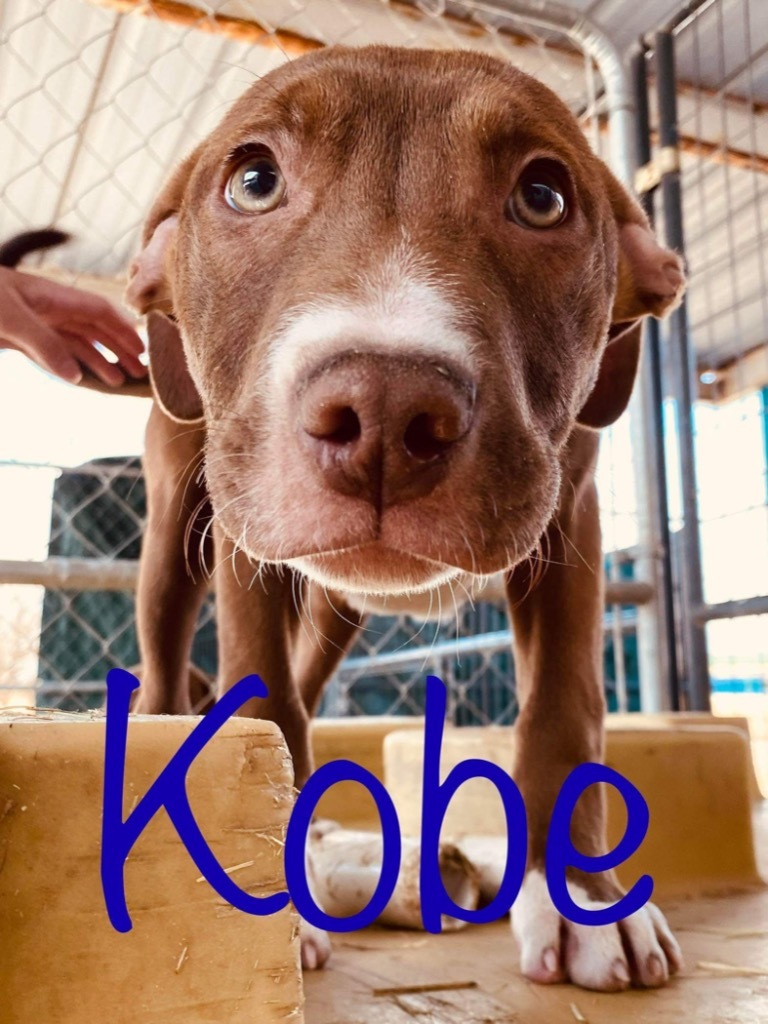 Kobe, an adoptable Pit Bull Terrier in Big Spring, TX, 79720 | Photo Image 1