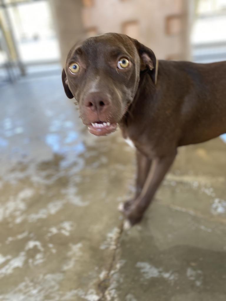 Quinn, an adoptable Catahoula Leopard Dog, Pit Bull Terrier in Big Spring, TX, 79720 | Photo Image 1