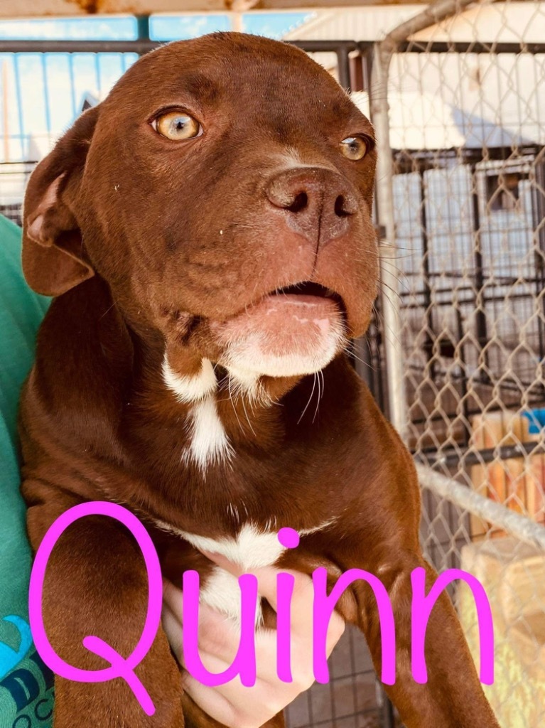 Quinn, an adoptable Catahoula Leopard Dog, Pit Bull Terrier in Big Spring, TX, 79720 | Photo Image 2