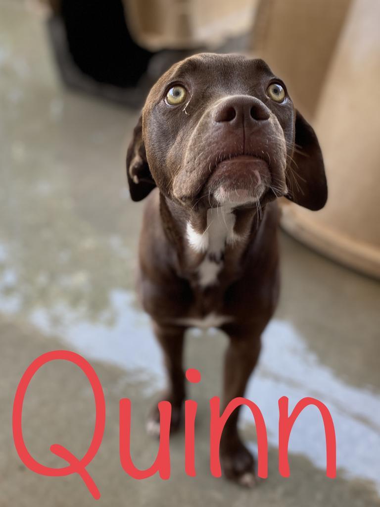 Quinn, an adoptable Catahoula Leopard Dog, Pit Bull Terrier in Big Spring, TX, 79720 | Photo Image 3