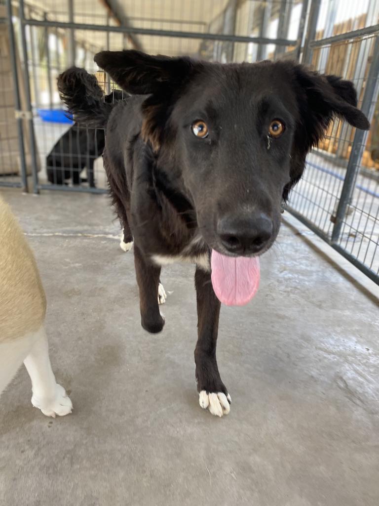 Finn, an adoptable Collie in Big Spring, TX, 79720 | Photo Image 1