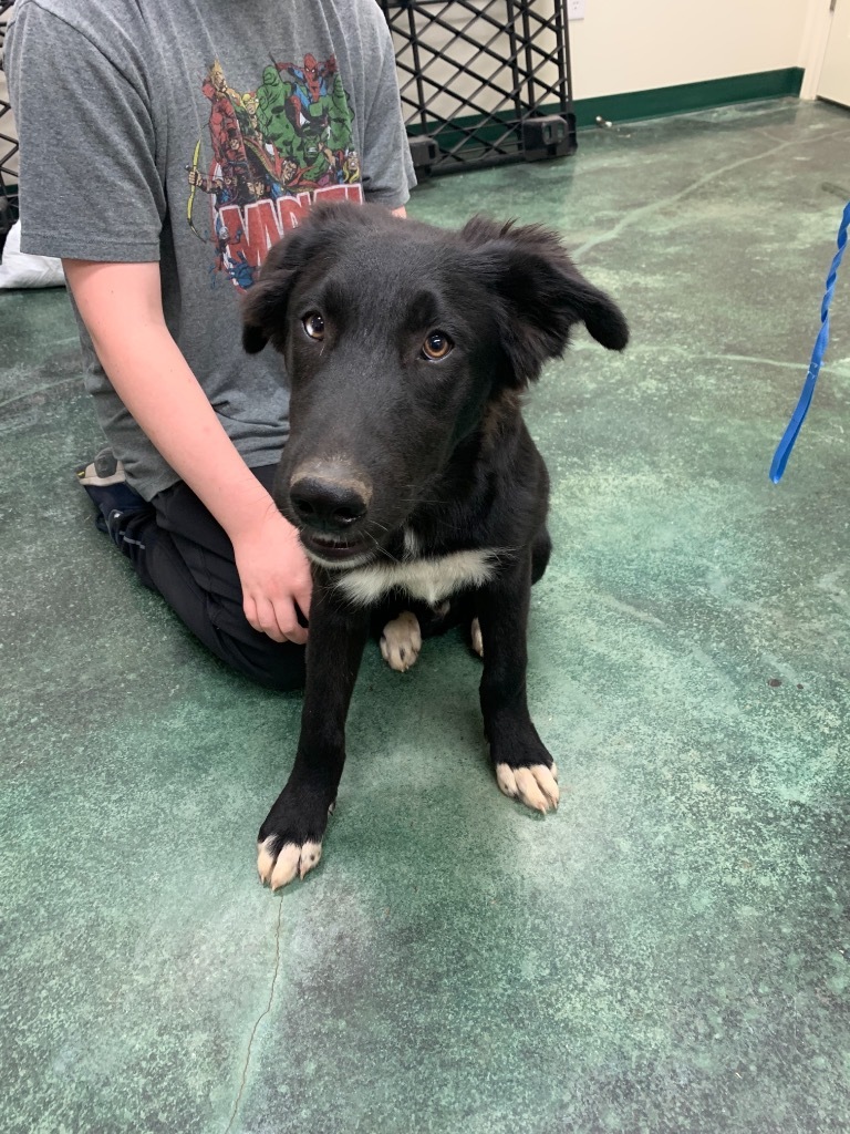 Finn, an adoptable Collie in Big Spring, TX, 79720 | Photo Image 2