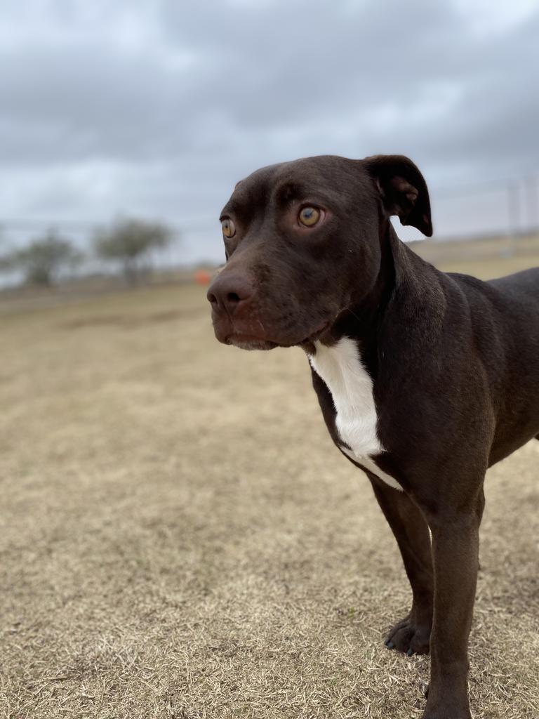 Ivy, an adoptable Catahoula Leopard Dog, Pit Bull Terrier in Big Spring, TX, 79720 | Photo Image 1