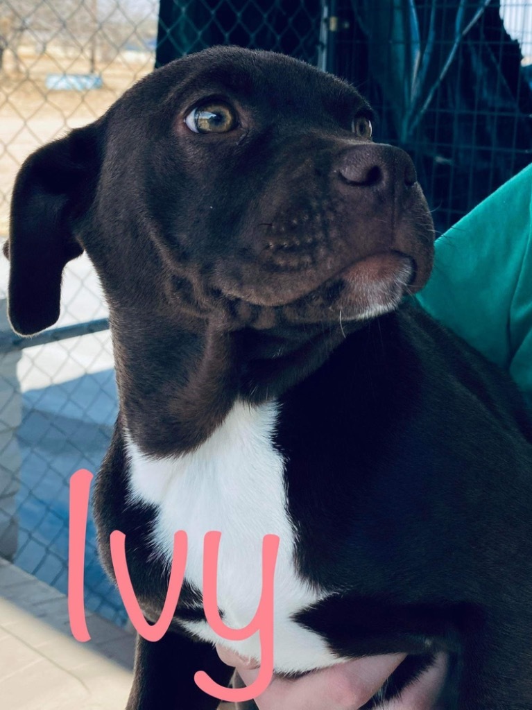 Ivy, an adoptable Catahoula Leopard Dog, Pit Bull Terrier in Big Spring, TX, 79720 | Photo Image 2