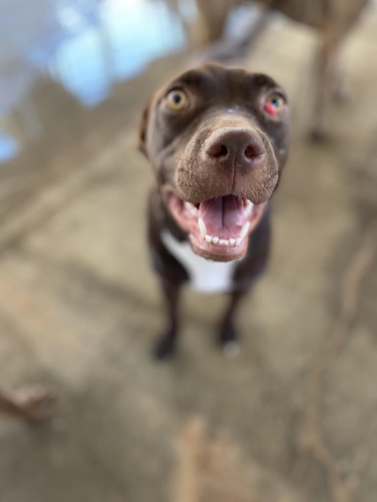 Ivy, an adoptable Catahoula Leopard Dog, Pit Bull Terrier in Big Spring, TX, 79720 | Photo Image 4