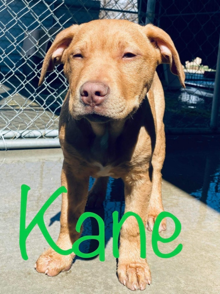 Kane, an adoptable Pit Bull Terrier in Big Spring, TX, 79720 | Photo Image 2