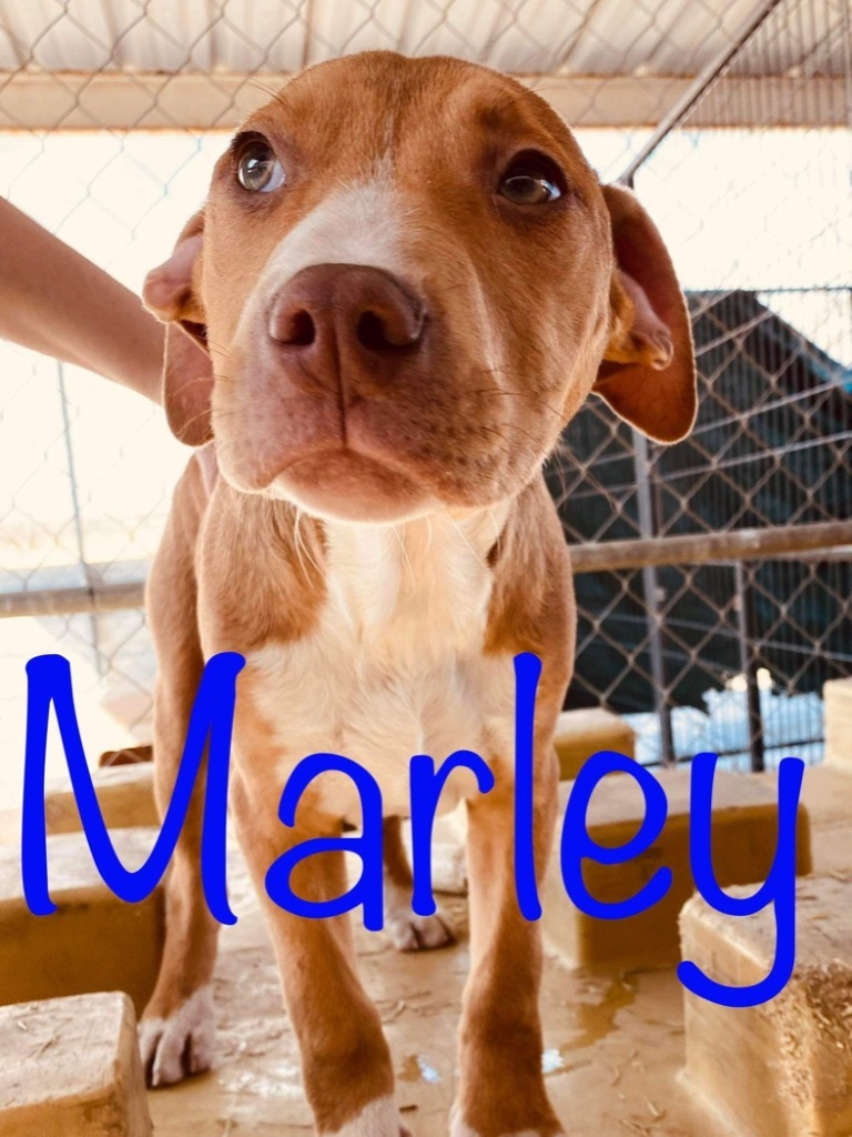 Marley, an adoptable Pit Bull Terrier in Big Spring, TX, 79720 | Photo Image 2