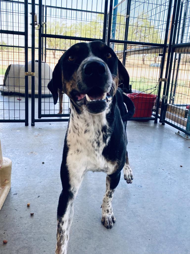 Trip, an adoptable Australian Cattle Dog / Blue Heeler, Hound in Big Spring, TX, 79720 | Photo Image 1