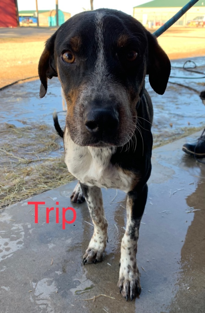 Trip, an adoptable Australian Cattle Dog / Blue Heeler, Hound in Big Spring, TX, 79720 | Photo Image 2