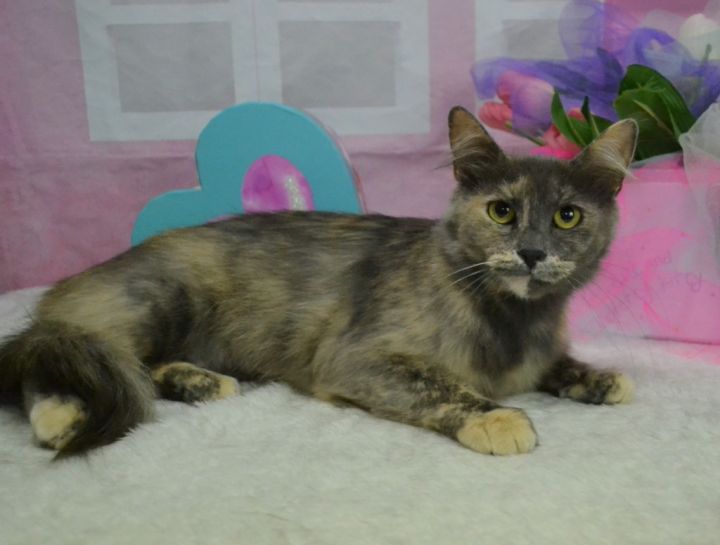 Tully, an adoptable Domestic Long Hair in Roanoke, TX_image-2