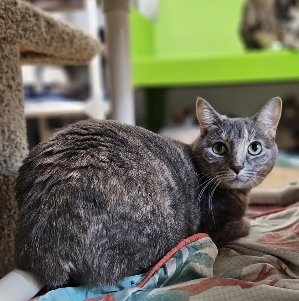 Jordy, an adoptable Domestic Short Hair in Corpus Christi, TX, 78414 | Photo Image 1