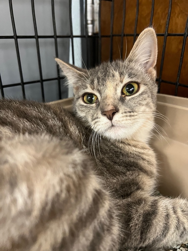 Jordy, an adoptable Domestic Short Hair in Corpus Christi, TX, 78414 | Photo Image 2