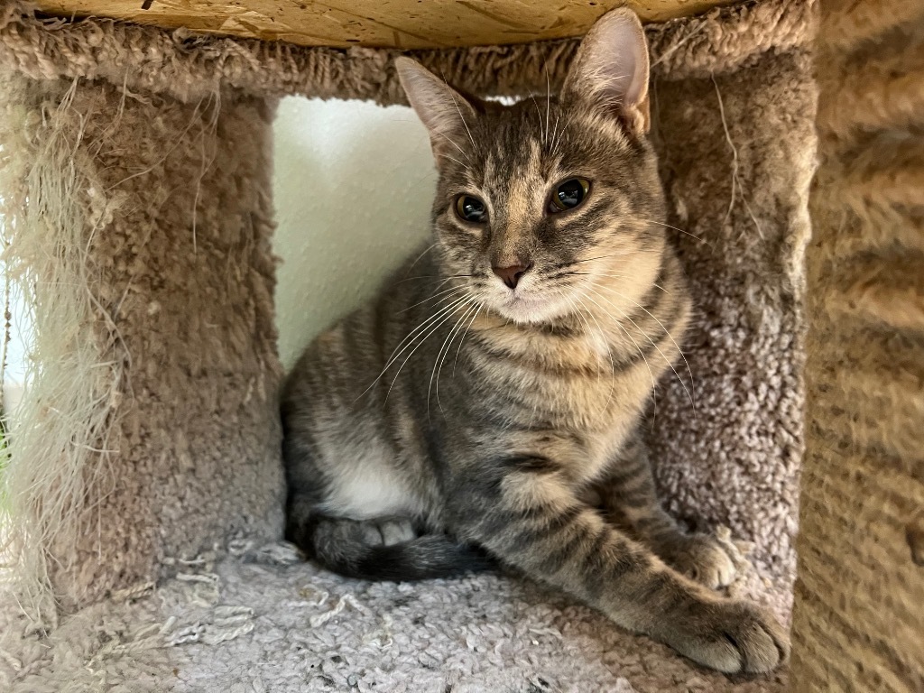 Jordy, an adoptable Domestic Short Hair in Corpus Christi, TX, 78414 | Photo Image 3