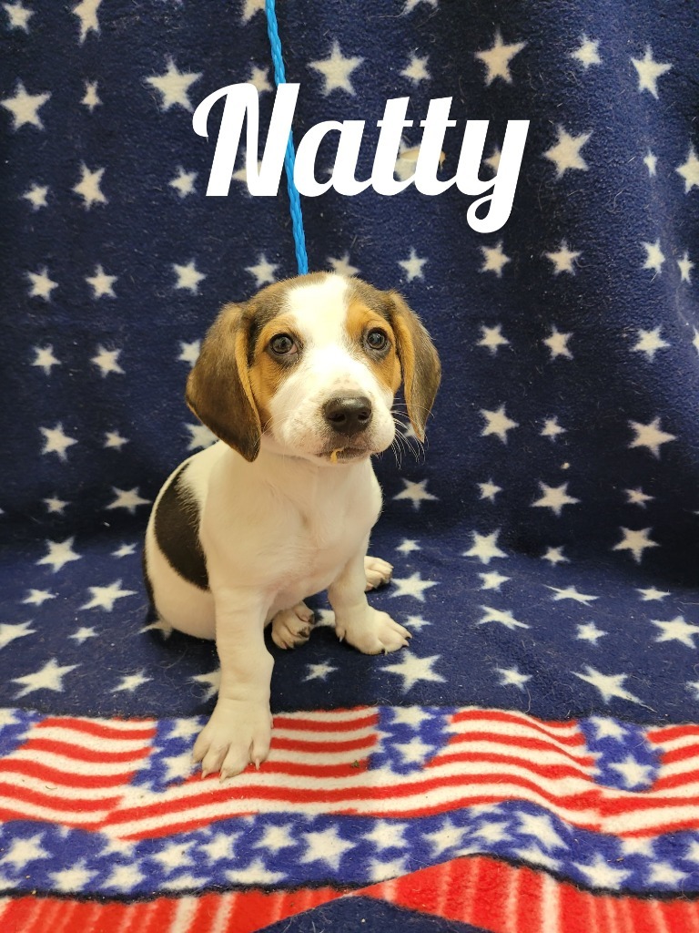 Natty