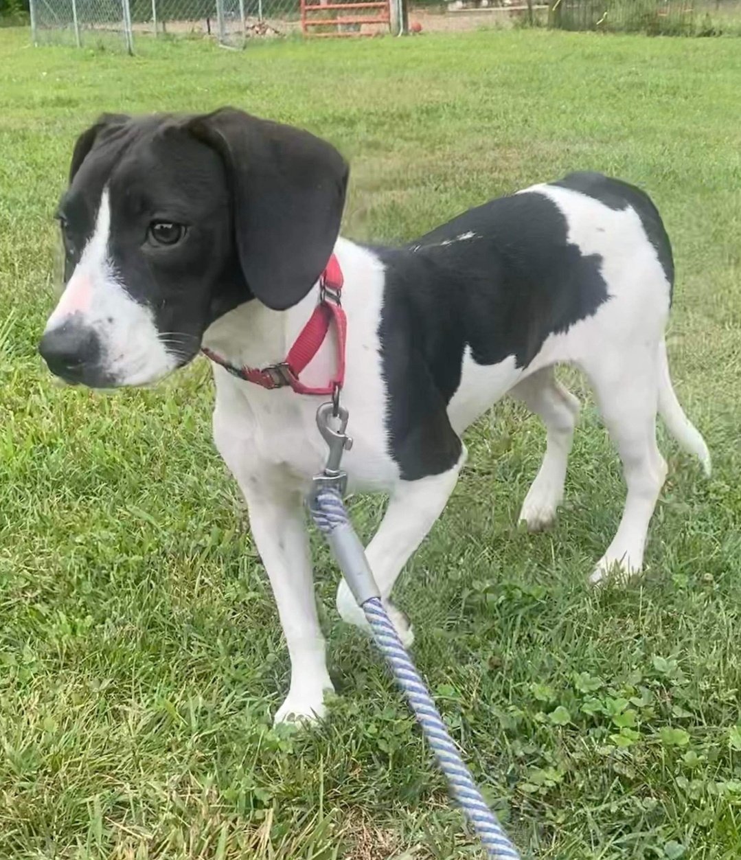 Luna Beagle: At the Shelter