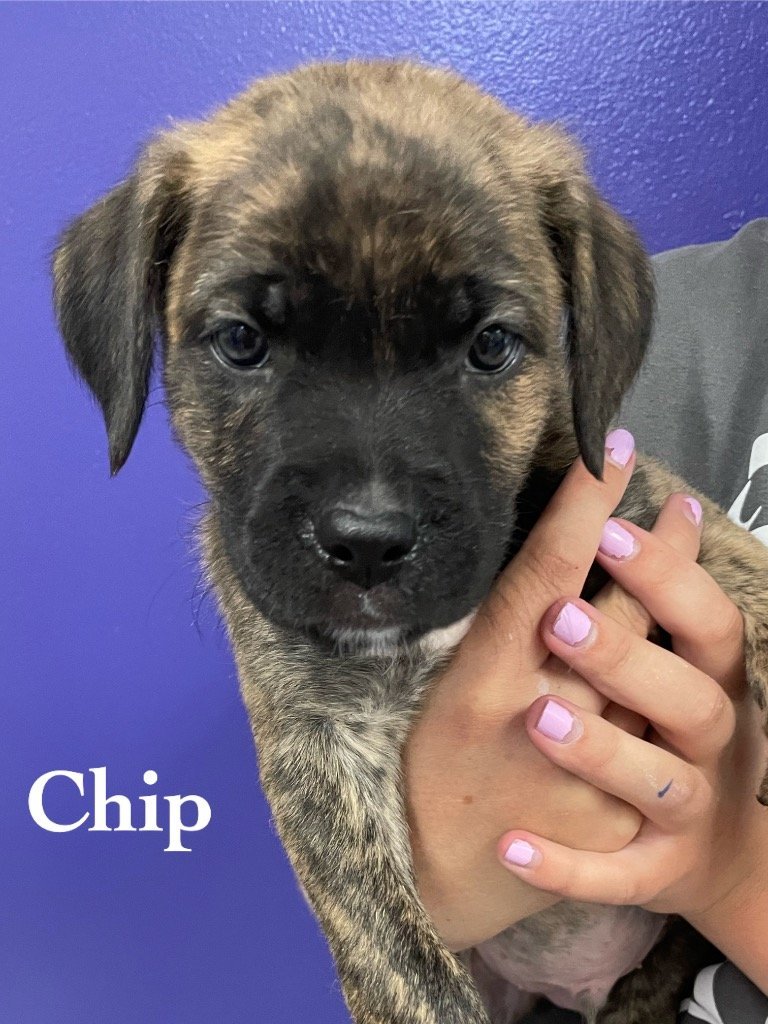 Chip