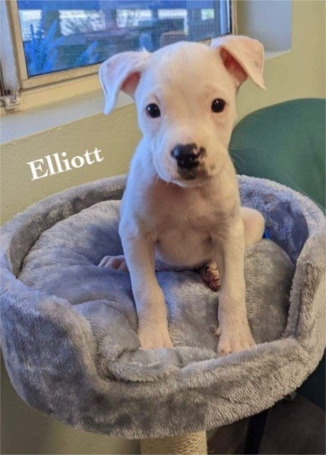 Elliott