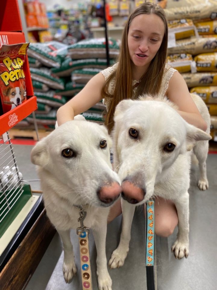 Finley and Fallon (new names!), an adopted White German Shepherd in Woodbury, CT_image-2