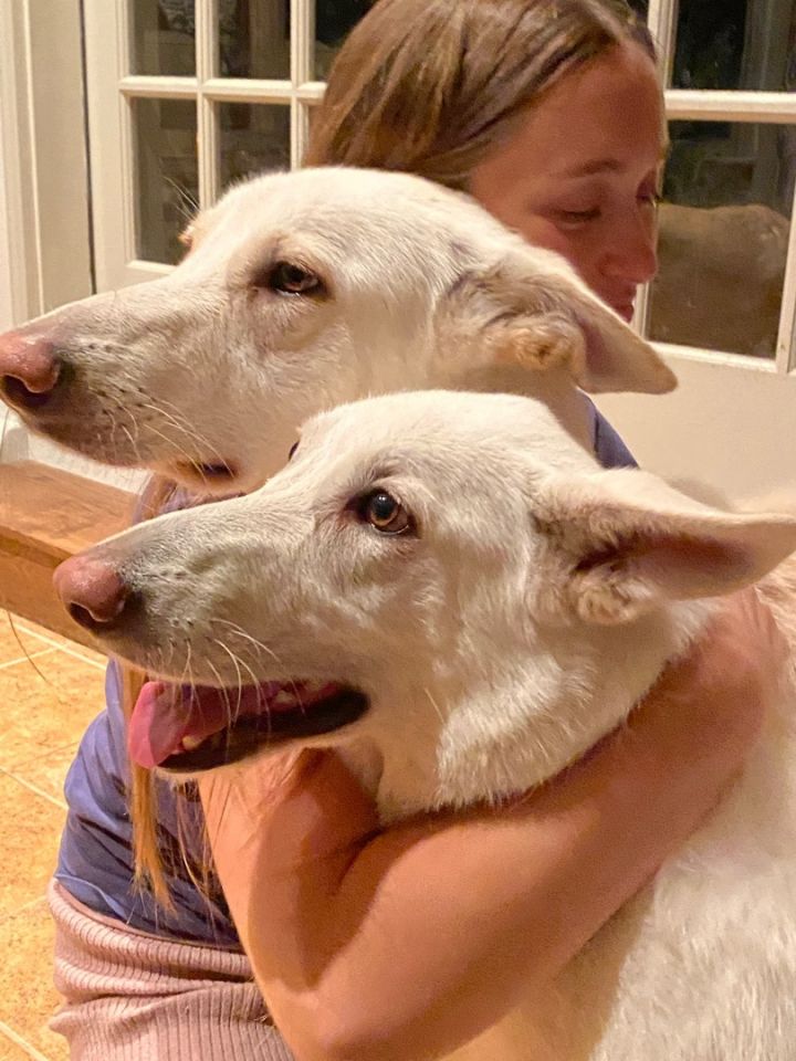 Finley and Fallon (new names!), an adopted White German Shepherd in Woodbury, CT_image-3