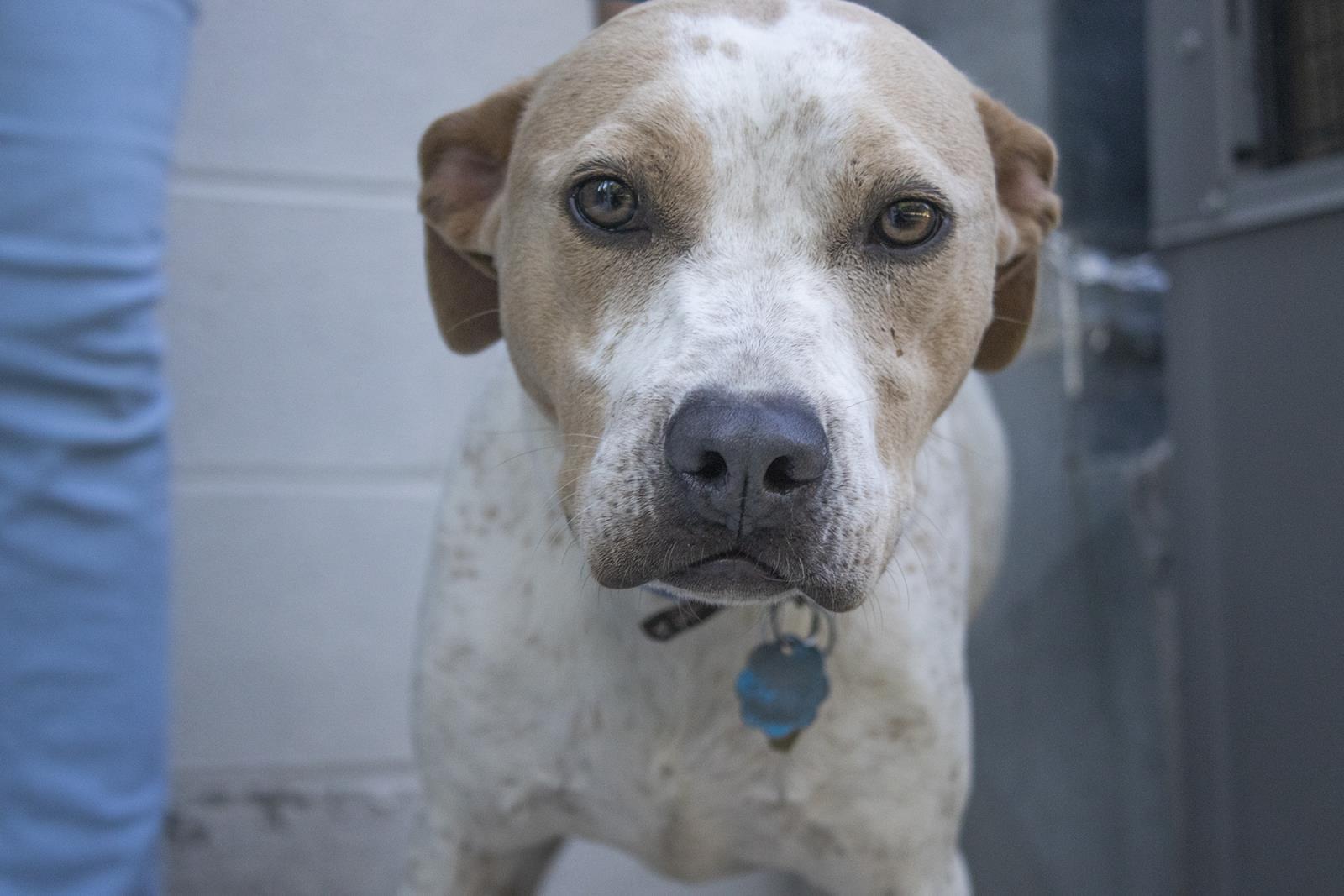 William (Willie), an adoptable Pointer in Mountain Home, AR, 72653 | Photo Image 1