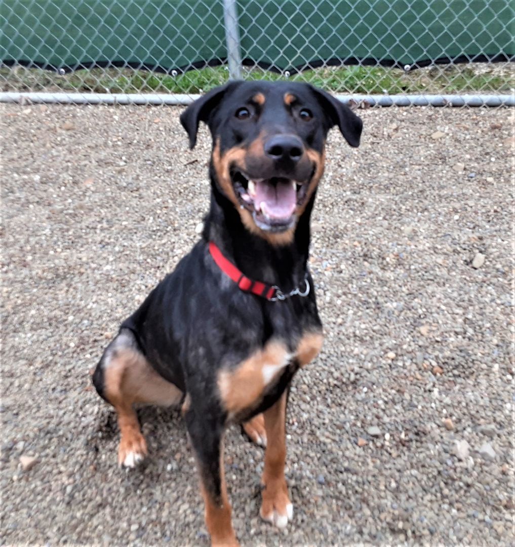 Dog for adoption - Winnie, a Hound Mix in Falls Creek, PA | Petfinder