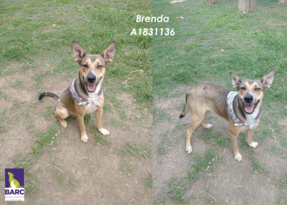 BRENDA