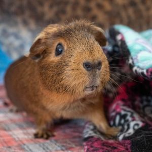 Ginger (fostered in Omaha), Adult Female unknown