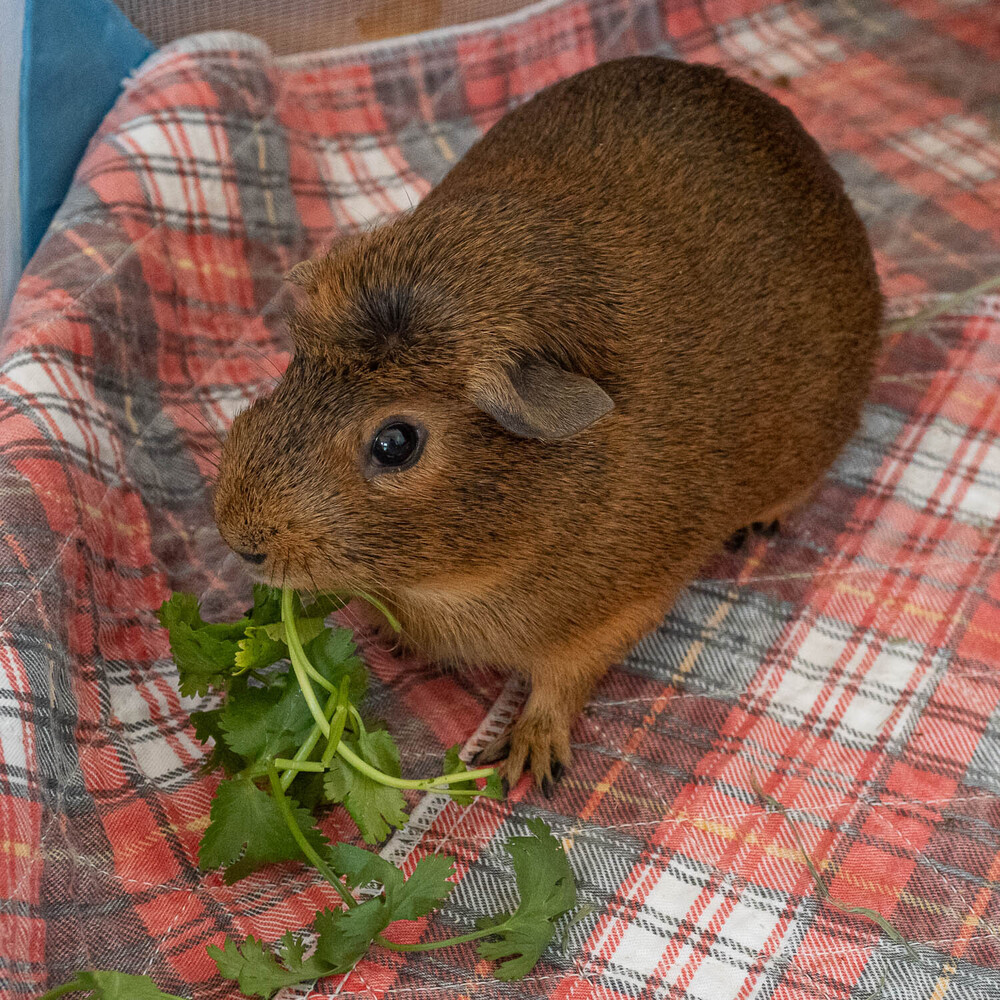 Ginger (fostered in Omaha)