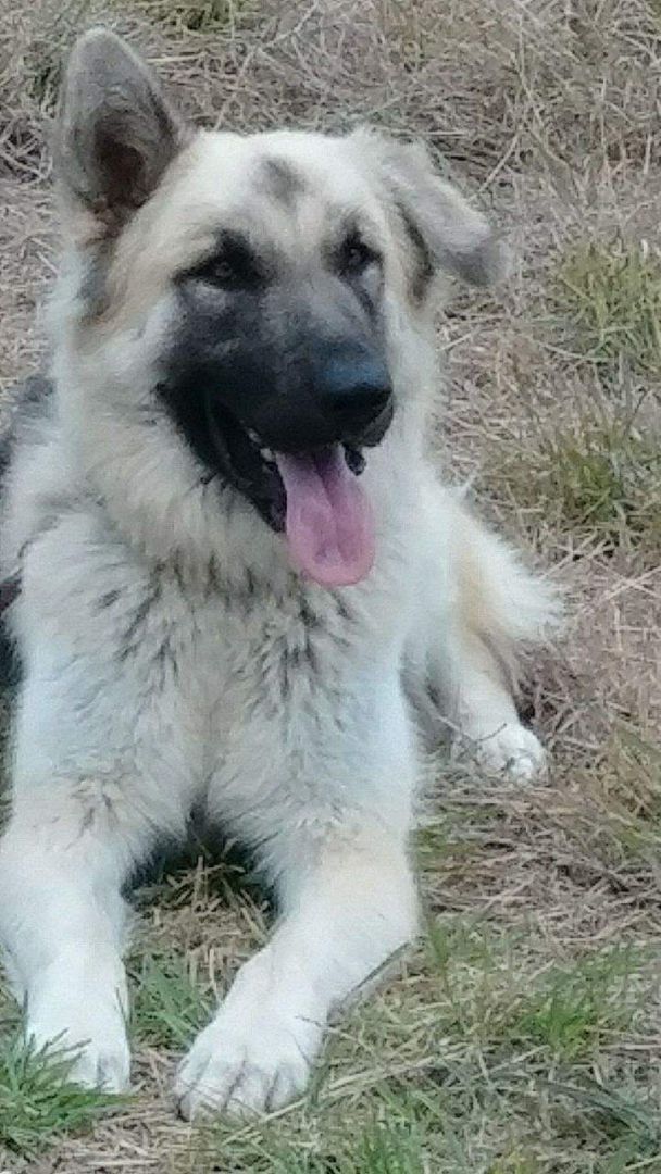 Shep, an adoptable German Shepherd Dog in Donna, TX, 78537 | Photo Image 1