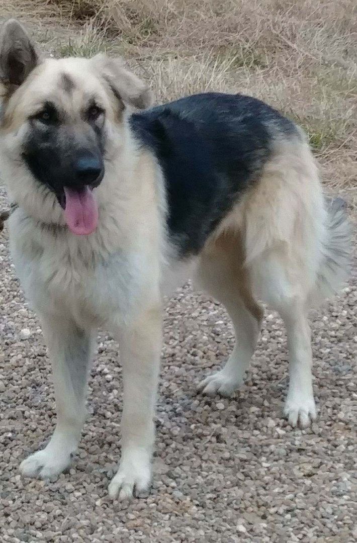 Shep, an adoptable German Shepherd Dog in Donna, TX, 78537 | Photo Image 2