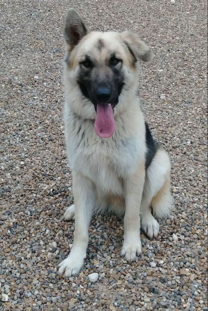 Shep, an adoptable German Shepherd Dog in Donna, TX, 78537 | Photo Image 3