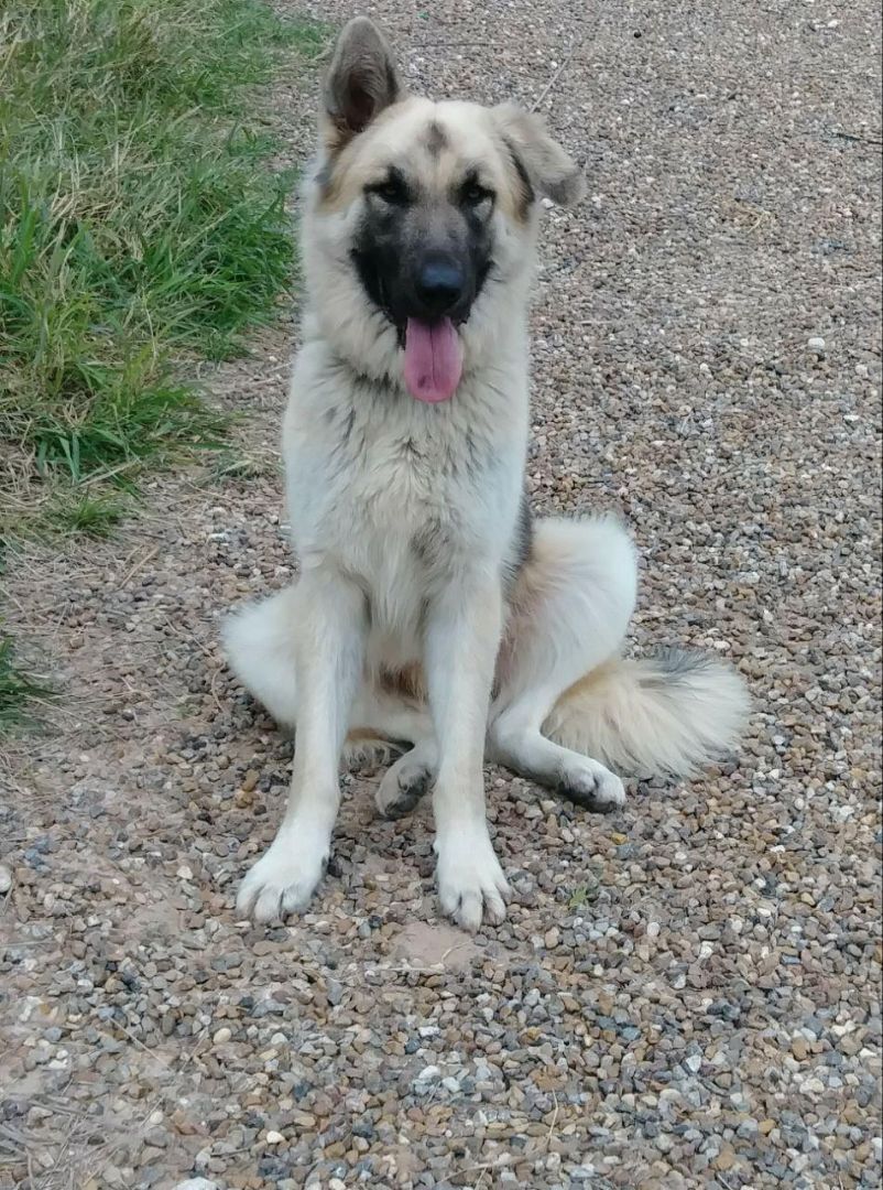 Shep, an adoptable German Shepherd Dog in Donna, TX, 78537 | Photo Image 4