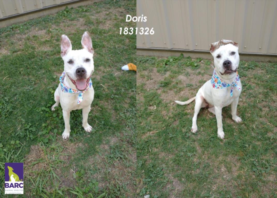 DORIS