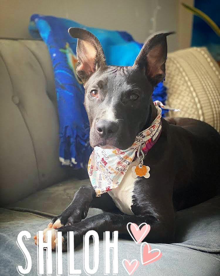 Shiloh