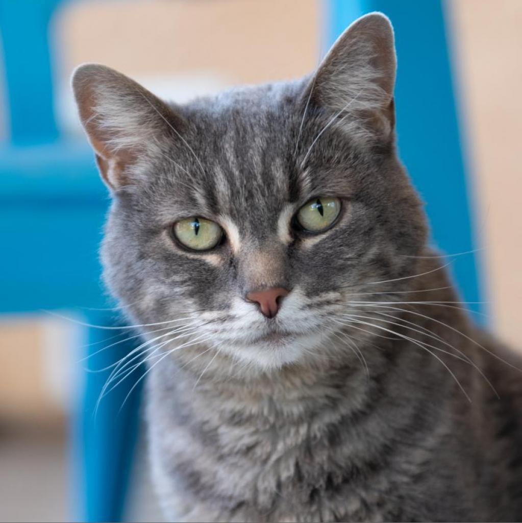 Jane, an adoptable Domestic Medium Hair in Kanab, UT, 84741 | Photo Image 1