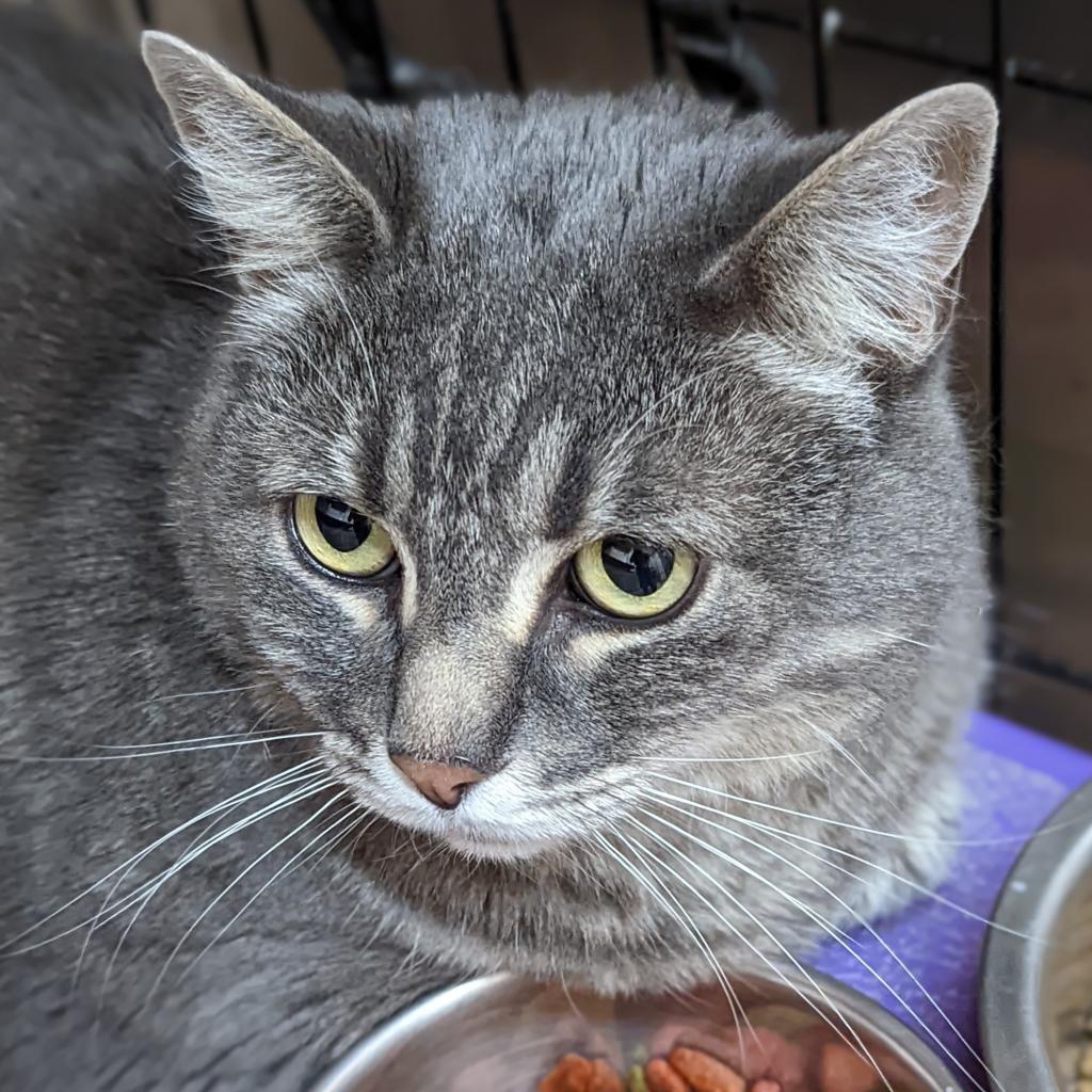 Jane, an adoptable Domestic Medium Hair in Kanab, UT, 84741 | Photo Image 3