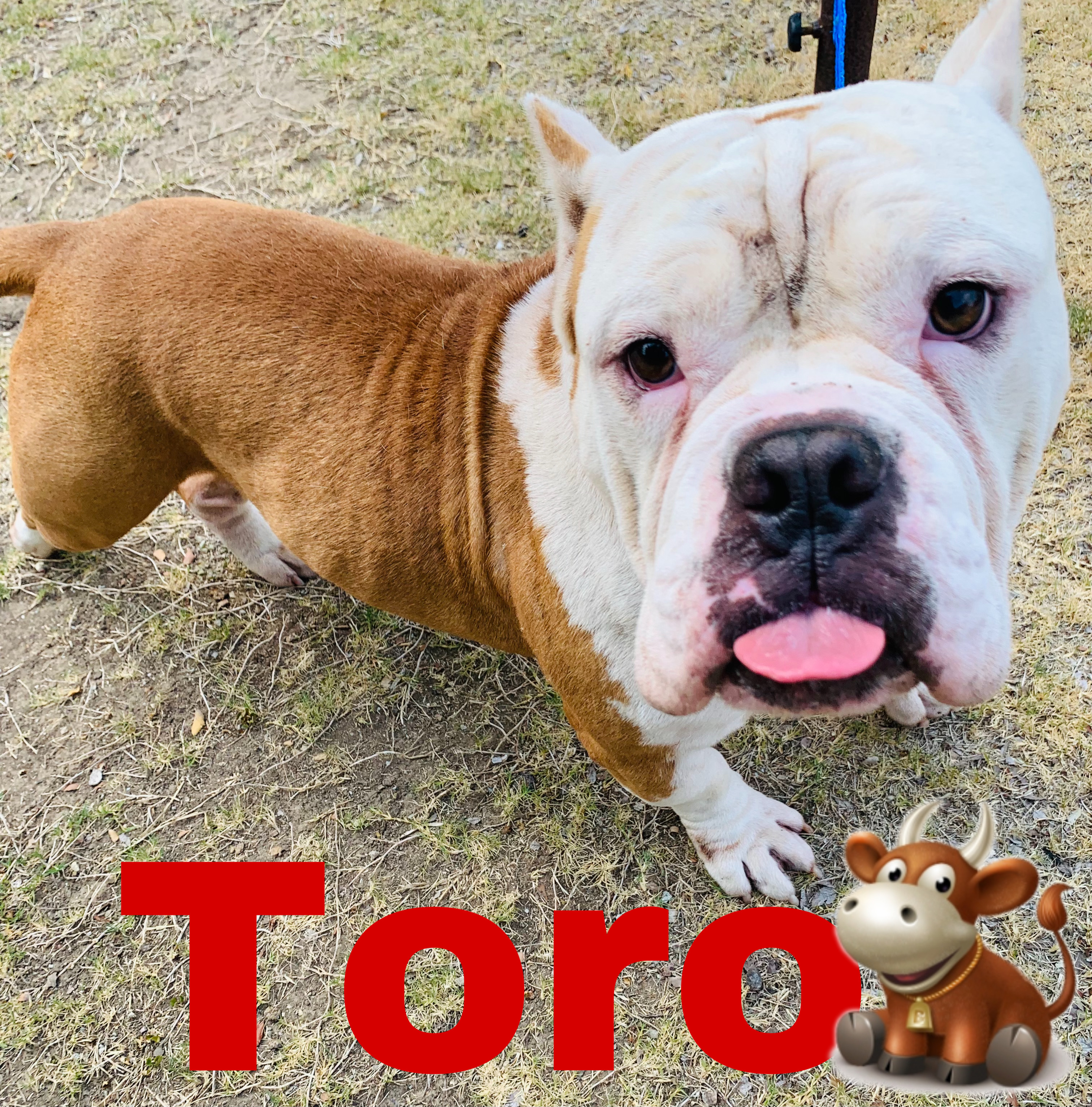 Toro