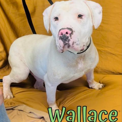 Wallace