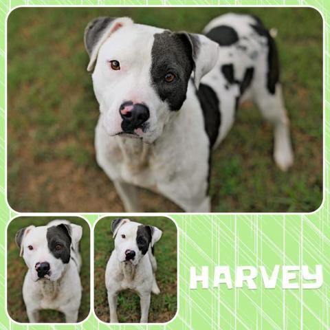 Harvey