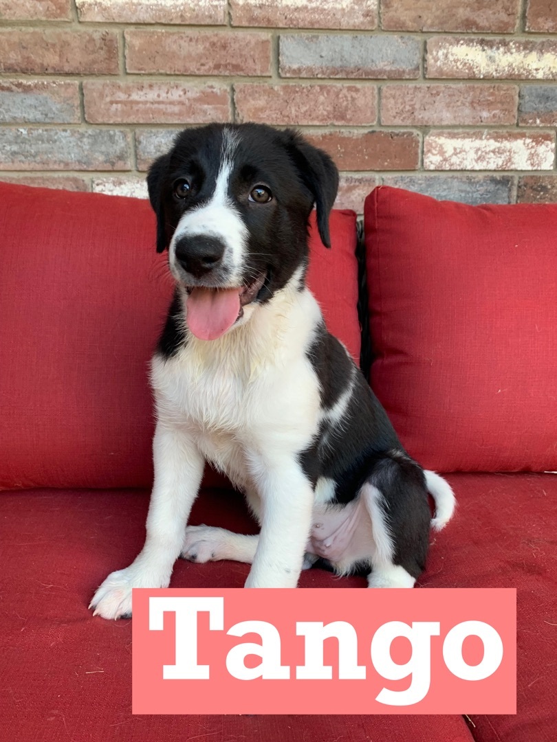 Tango