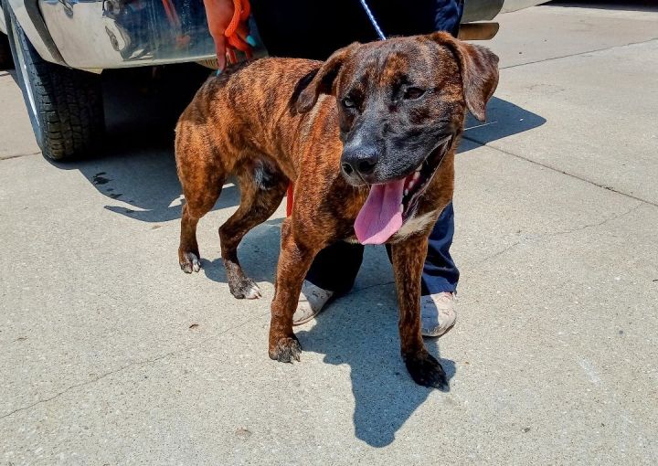Dog for adoption - Ratchet, a Plott Hound & Pit Bull Terrier Mix in Sapulpa,  OK | Petfinder