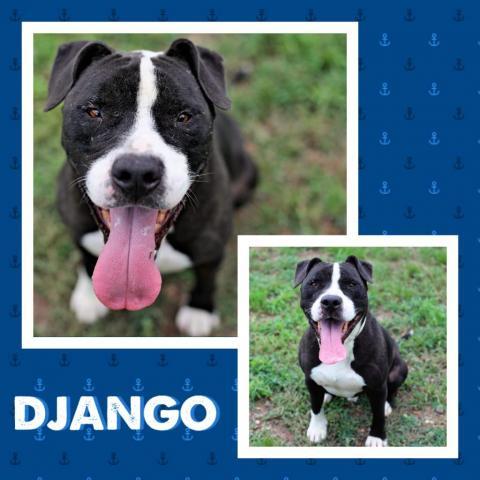 Django