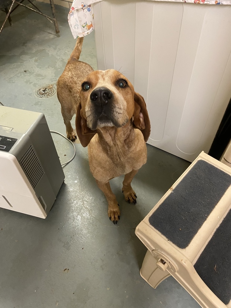 Tammy, an adoptable Hound, Coonhound in Richmond, IN, 47374 | Photo Image 1