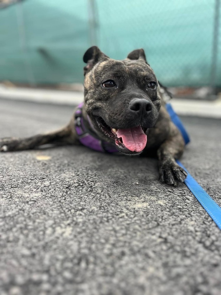 Cardi, an adoptable Pit Bull Terrier in Scranton, PA, 18509 | Photo Image 1